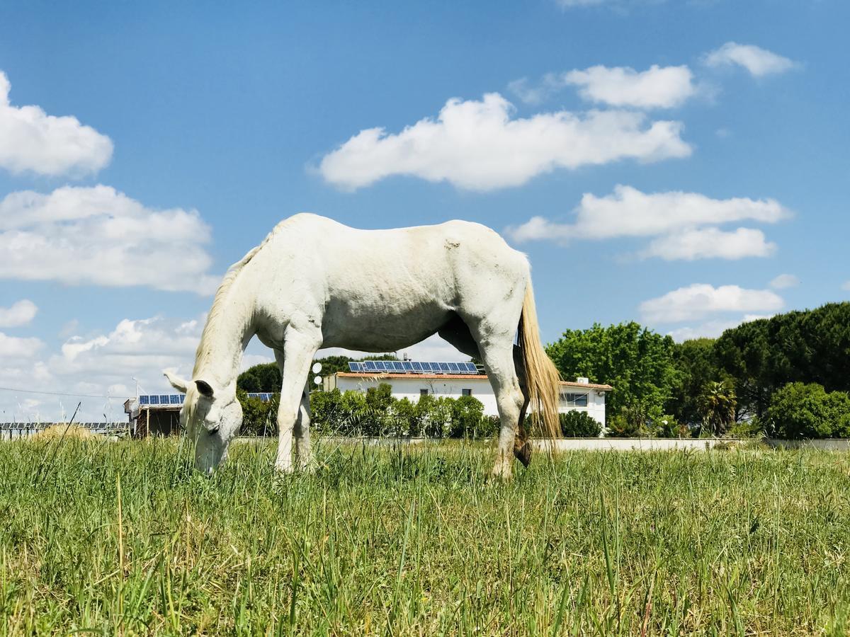 Готель Masseria Nel Sole Лучера Екстер'єр фото